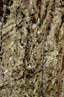 Feuille de Pierre Naturelle Translucide Goa