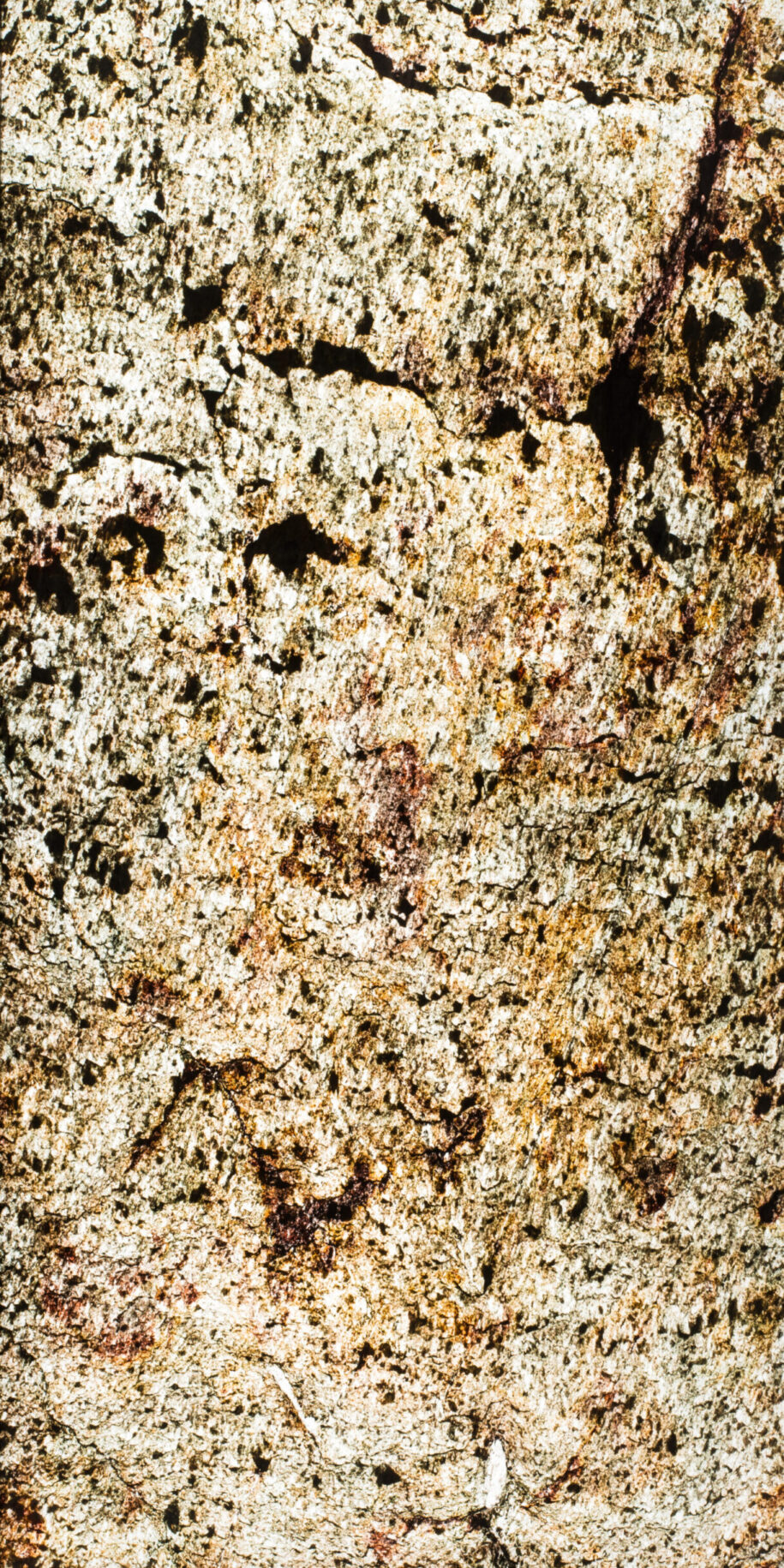 Feuille de pierre Translucide Kuala Lumpur