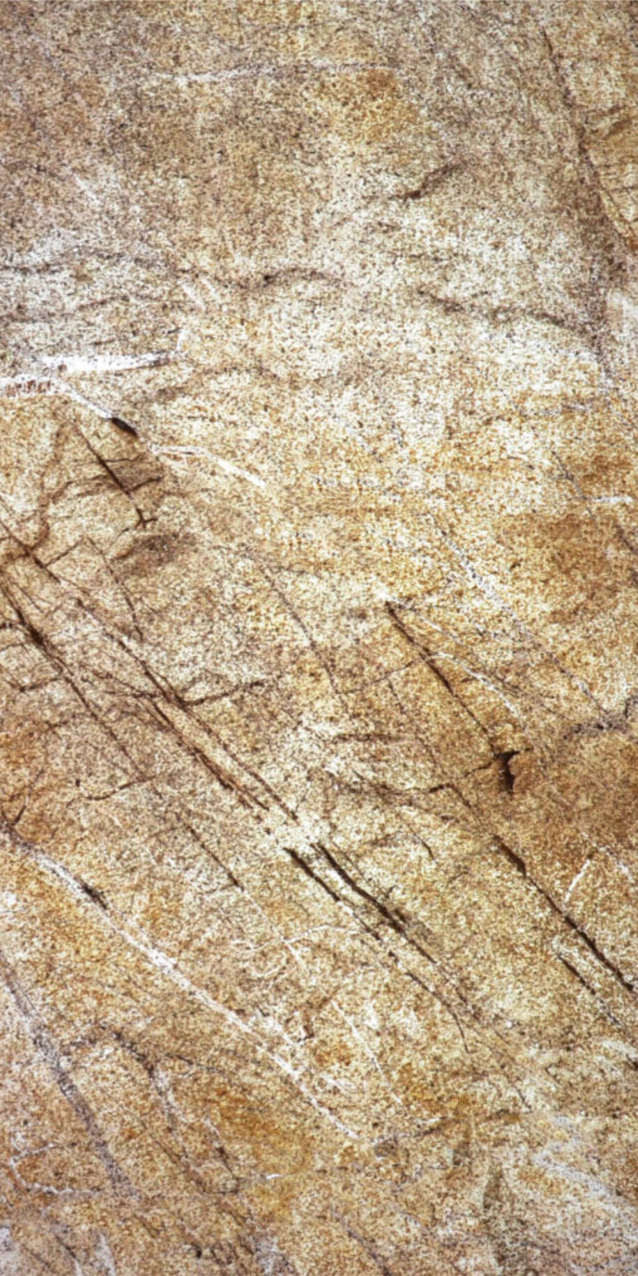 Feuille de pierre Translucide Pretoria